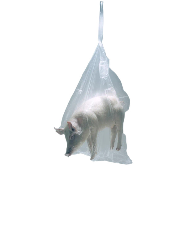 Vacuum-Sealed Pig Vinyl Car Decal Sticker – Waterproof & UV-Resistant 8"