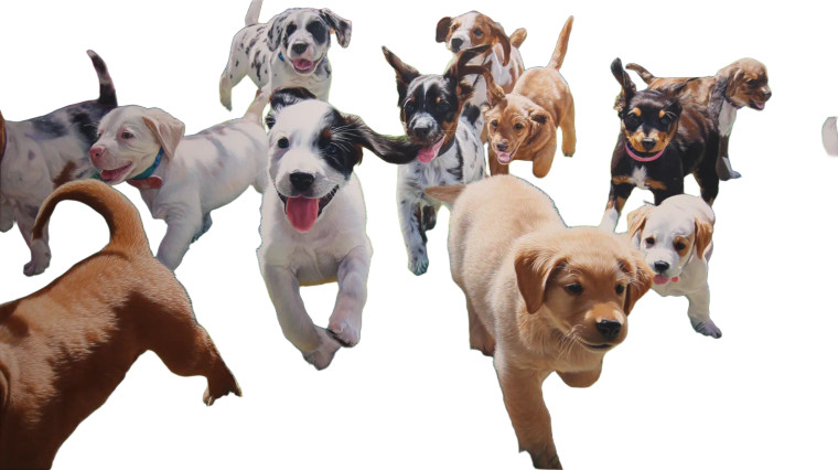 Playful Puppies Vinyl Car Decal Sticker – Waterproof & UV-Resistant 8"