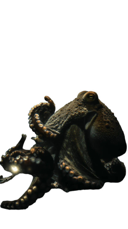 Giant Dark Octopus Vinyl Car Decal Sticker – Waterproof & UV-Resistant 8"