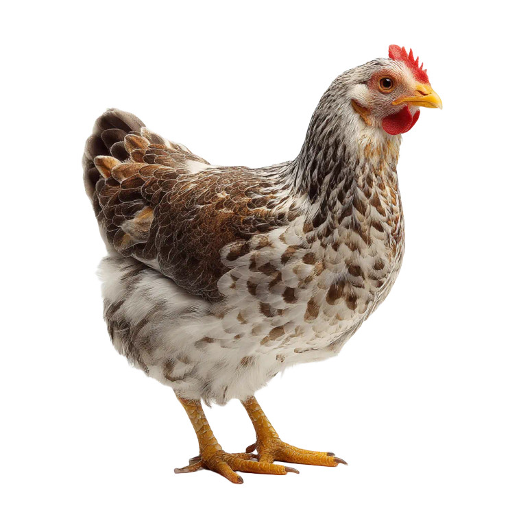 Hen On White Vinyl Car Decal Sticker – Waterproof & UV-Resistant 8"