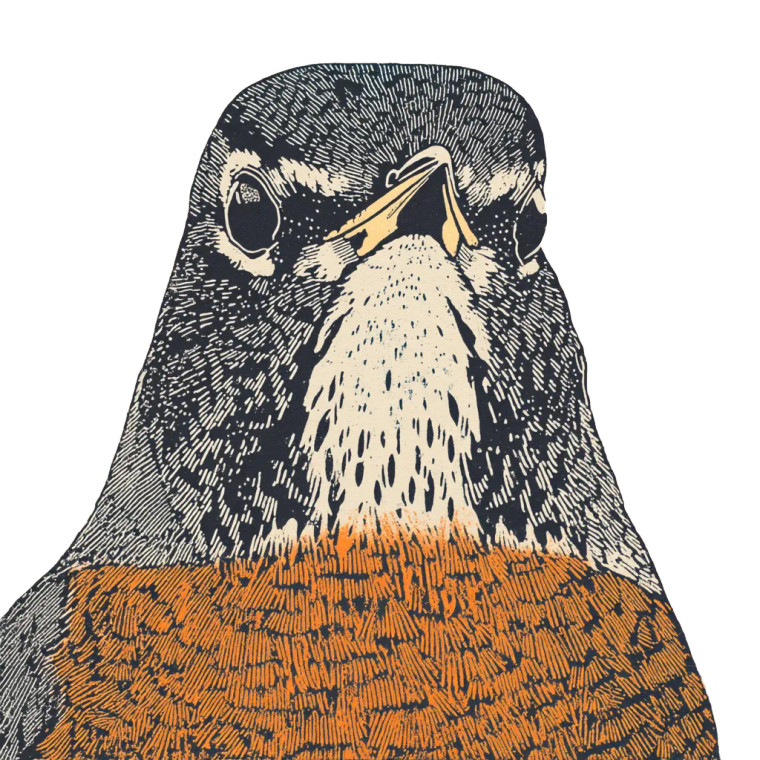 American Robin Portrait Vinyl Car Decal Sticker – Waterproof & UV-Resistant 8"