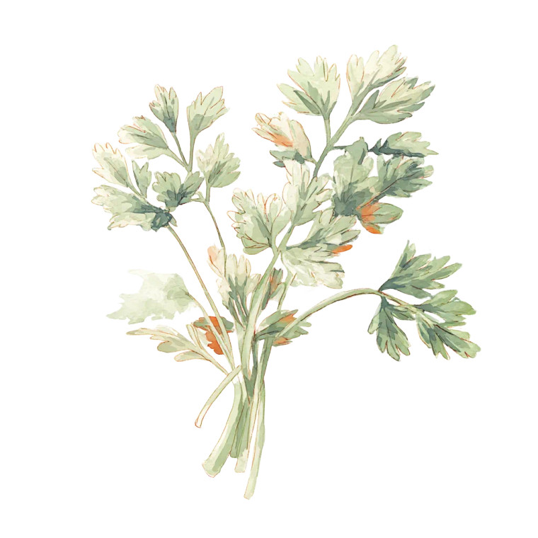 Cute Watercolor Parsley Vinyl Car Decal Sticker – Waterproof & UV-Resistant 8"