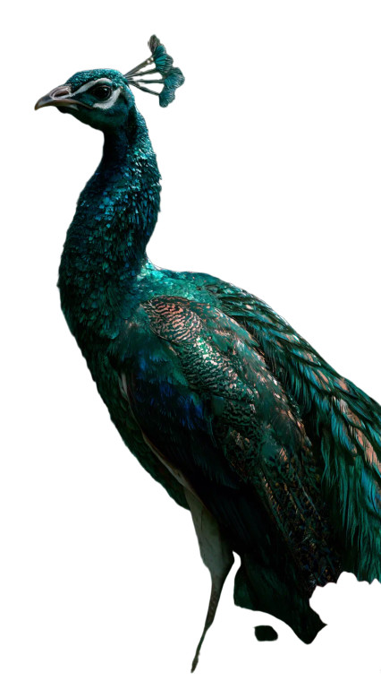 Majestic Peacock Display Vinyl Car Decal Sticker – Waterproof & UV-Resistant 8"