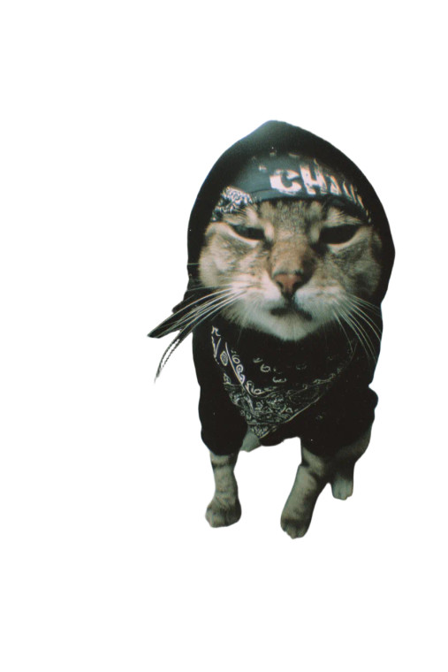 Angry Cats In Hoodies Vinyl Car Decal Sticker – Waterproof & UV-Resistant 8"
