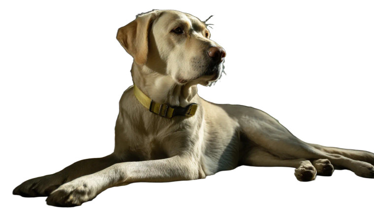 Labrador On Terrace Vinyl Car Decal Sticker – Waterproof & UV-Resistant 8"
