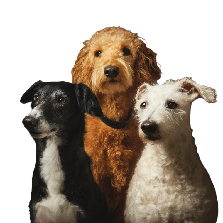 Three Dogs Vinyl Car Decal Sticker – Waterproof & UV-Resistant 8"