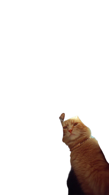 Cool Cats Circle Vinyl Car Decal Sticker – Waterproof & UV-Resistant 8"