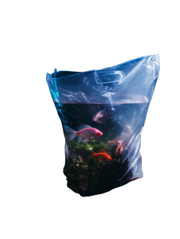 Luxury Fish Bag Vinyl Car Decal Sticker – Waterproof & UV-Resistant 8"