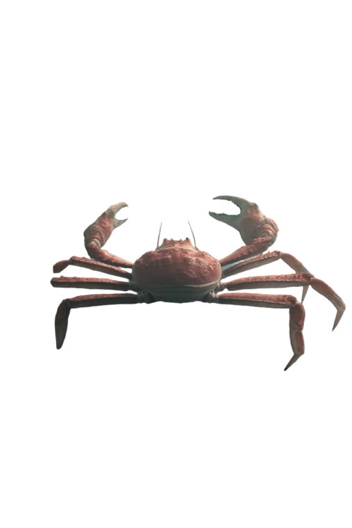 Giant Red Crab Vinyl Car Decal Sticker – Waterproof & UV-Resistant 8"