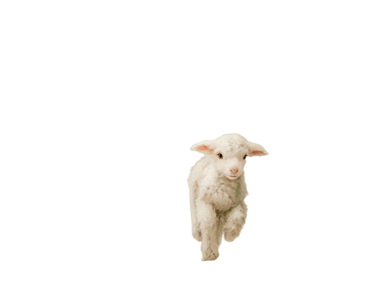 Lamb And Jesus Chase Vinyl Car Decal Sticker – Waterproof & UV-Resistant 8"