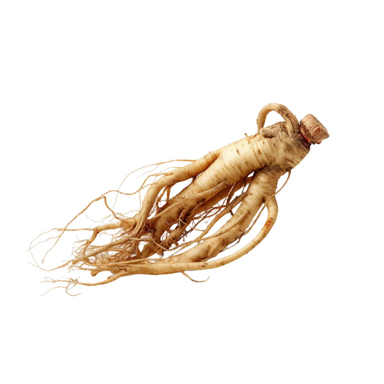 Ginseng Root Vinyl Car Decal Sticker – Waterproof & UV-Resistant 8"