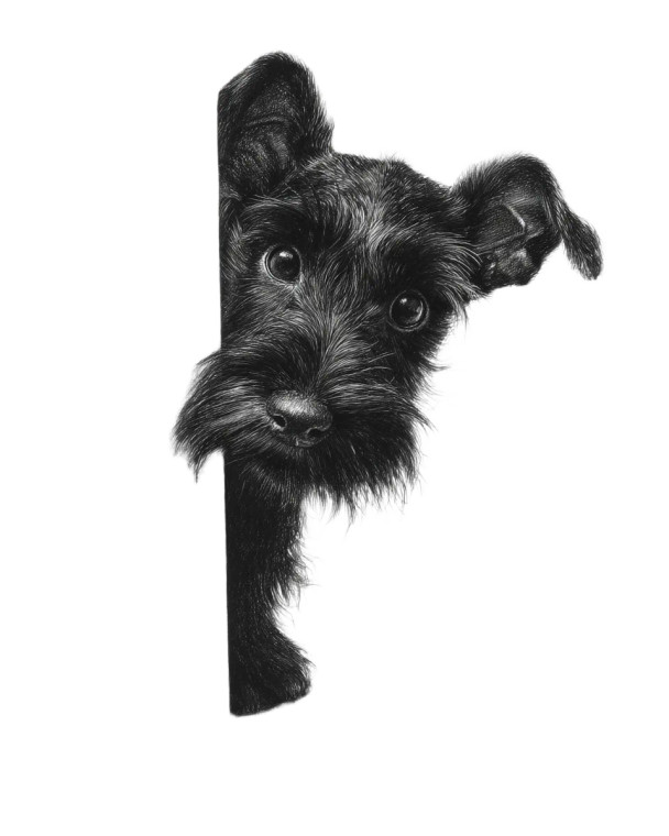 Schnauzer Puppy Peeking Vinyl Car Decal Sticker – Waterproof & UV-Resistant 8"