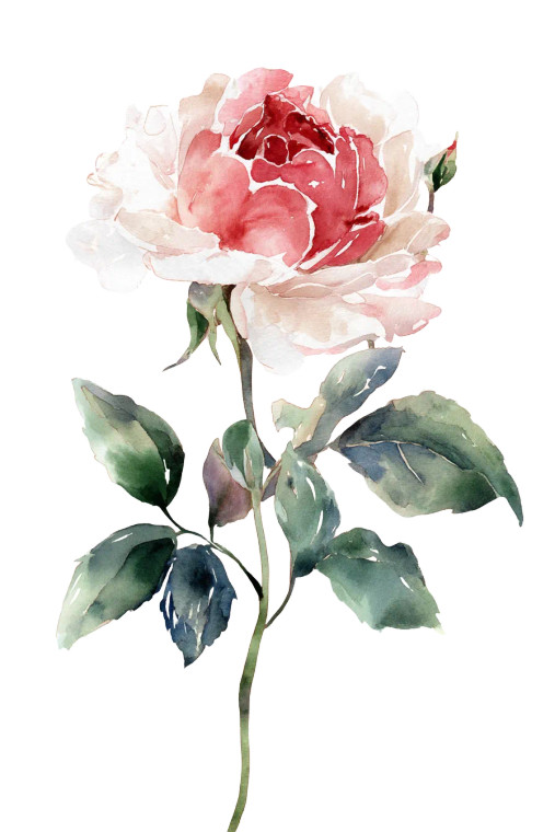 Vintage Watercolor Rose Vinyl Car Decal Sticker – Waterproof & UV-Resistant 8"