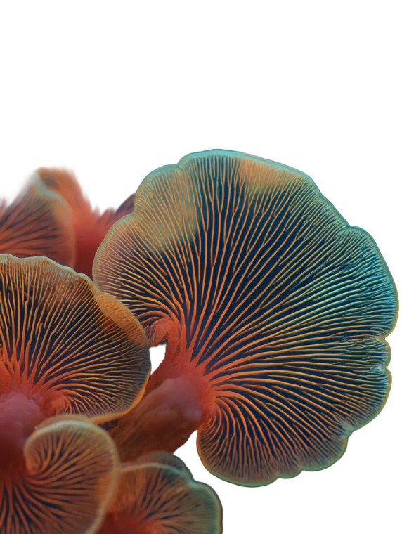 Bioluminescent Mushrooms Vinyl Car Decal Sticker – Waterproof & UV-Resistant 8"