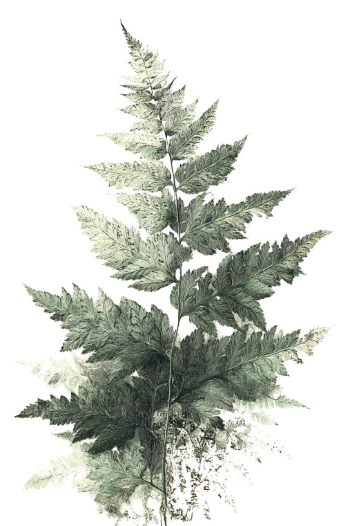 Fern Engraving Vinyl Car Decal Sticker – Waterproof & UV-Resistant 8"