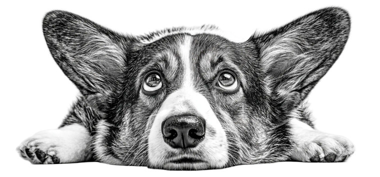 Corgi Portrait Vinyl Car Decal Sticker – Waterproof & UV-Resistant 8"