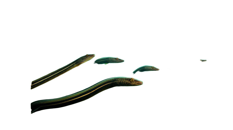 Graceful Eel-Like School Vinyl Car Decal Sticker – Waterproof & UV-Resistant 8"