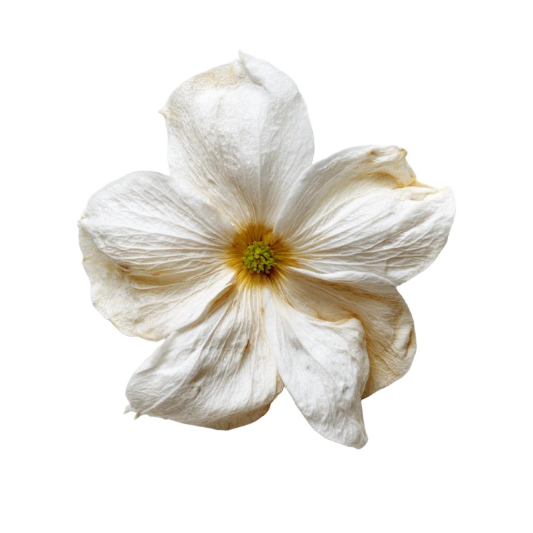 Jasmine Petal Vinyl Car Decal Sticker – Waterproof & UV-Resistant 8"