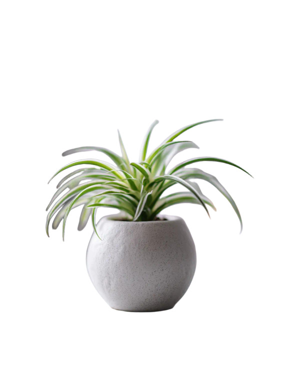 Minimalistic Home Plant Vinyl Car Decal Sticker – Waterproof & UV-Resistant 8"