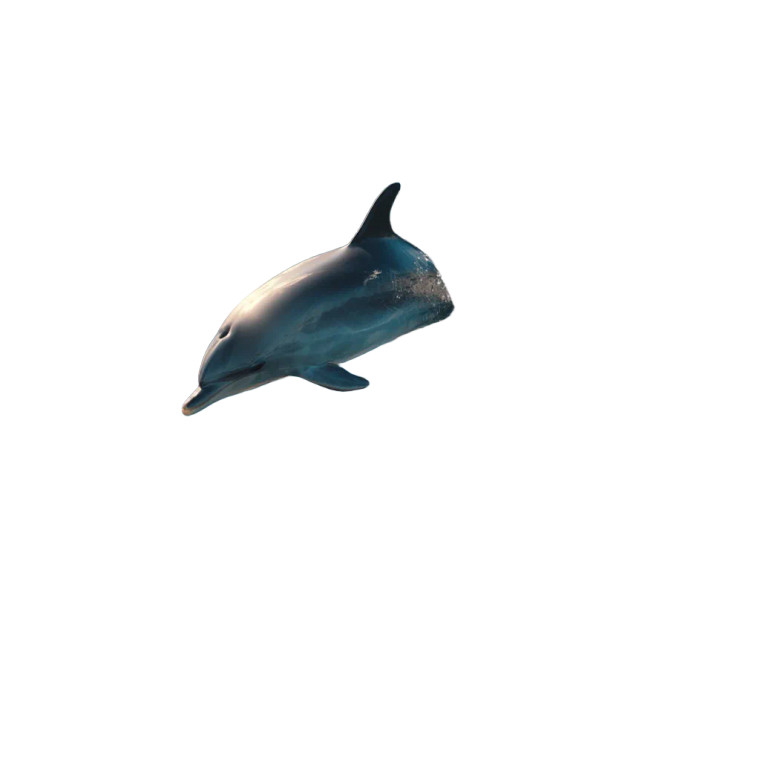 Dolphin In Water Vinyl Car Decal Sticker – Waterproof & UV-Resistant 8"