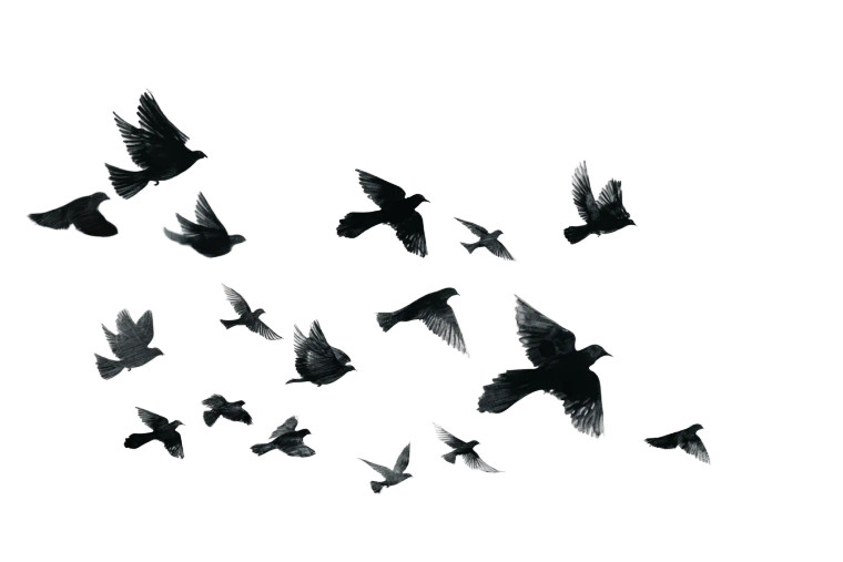 Flying Bird Silhouettes V2 Vinyl Car Decal Sticker – Waterproof & UV-Resistant 8"