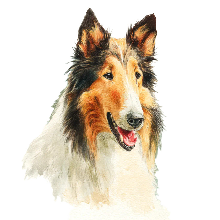 Rough Collie Illustration Vinyl Car Decal Sticker – Waterproof & UV-Resistant 8"