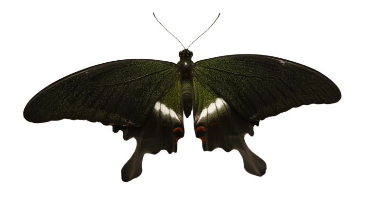 Green Swallowtail Butterfly Vinyl Car Decal Sticker – Waterproof & UV-Resistant 8"