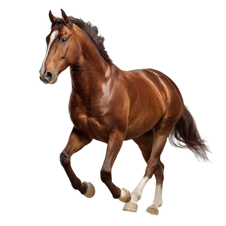 Running Brown Horse V2 Vinyl Car Decal Sticker – Waterproof & UV-Resistant 8"