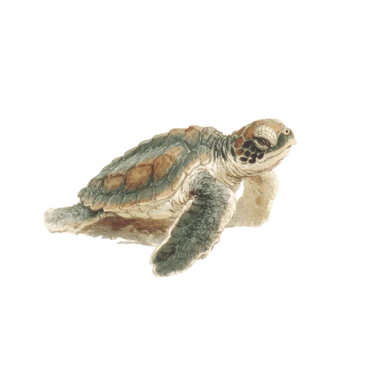 Swimming Turtle Vinyl Car Decal Sticker – Waterproof & UV-Resistant 8"