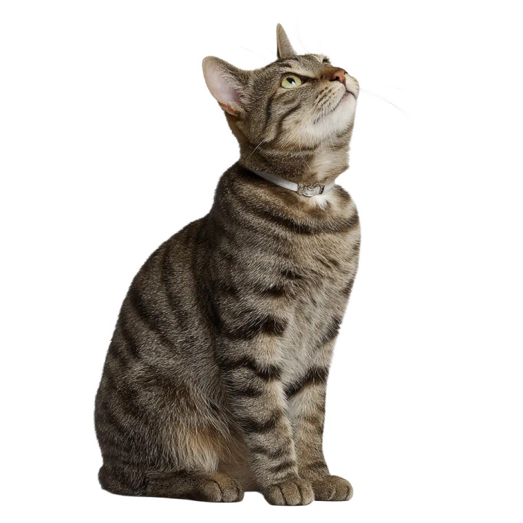 White Cat Sitting Vinyl Car Decal Sticker – Waterproof & UV-Resistant 8"