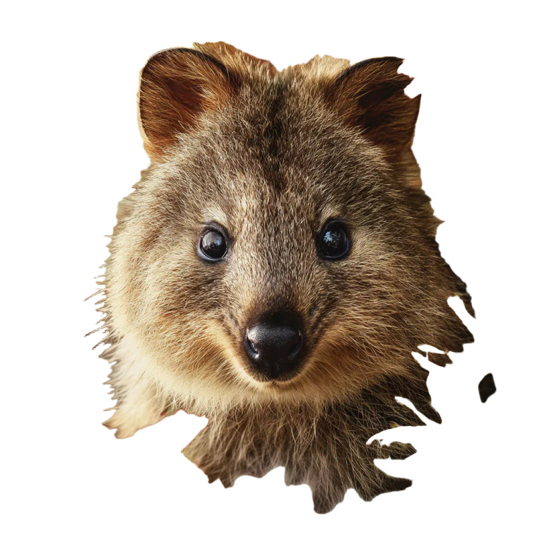 Quokka Vinyl Car Decal Sticker – Waterproof & UV-Resistant 8"