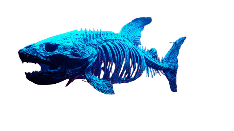 Eerie Shark Skeleton Vinyl Car Decal Sticker – Waterproof & UV-Resistant 8"