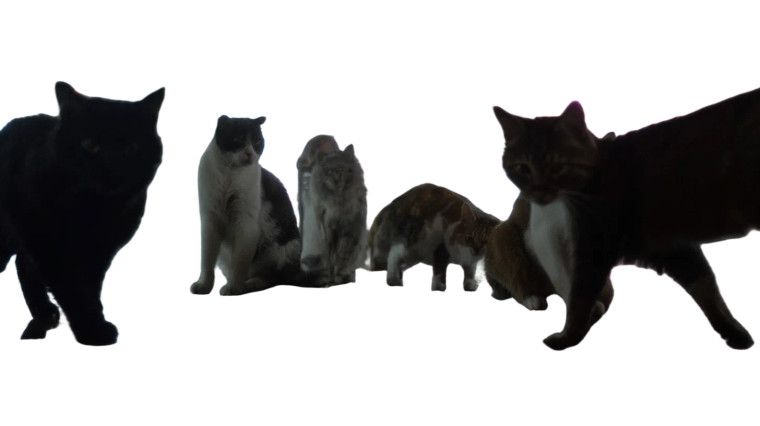 Street Cats Gathering Vinyl Car Decal Sticker – Waterproof & UV-Resistant 8"