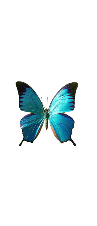 Blue Butterfly Vinyl Car Decal Sticker – Waterproof & UV-Resistant 8"