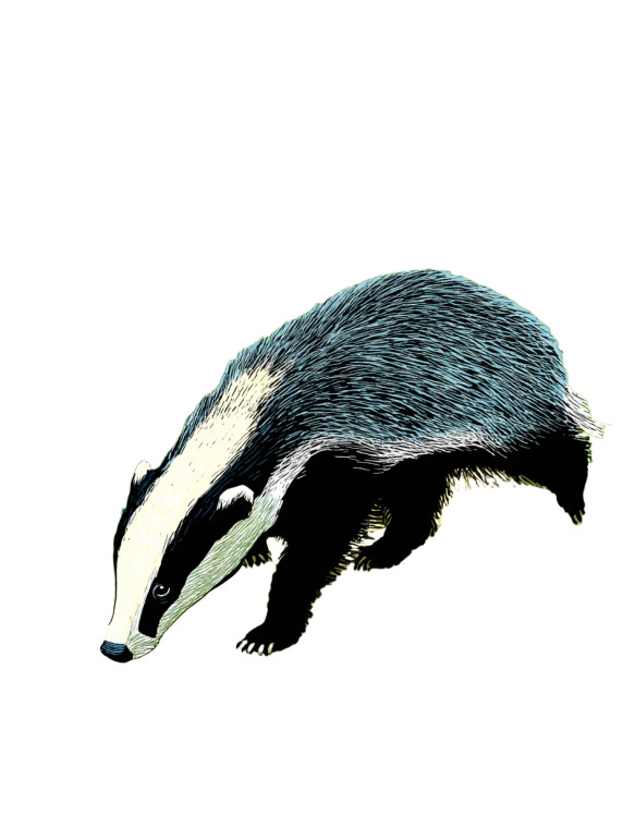 Cheerful Badger Walk Vinyl Car Decal Sticker – Waterproof & UV-Resistant 8"