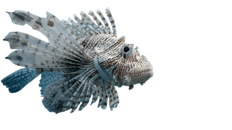 Lion-Fish Hybrid Vinyl Car Decal Sticker – Waterproof & UV-Resistant 8"