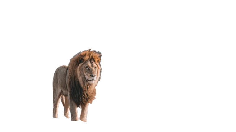 Majestic Lion V5 Vinyl Car Decal Sticker – Waterproof & UV-Resistant 8" Majestic Lion V5 Vinyl Car Decal Sticker – Waterproof & UV-Resistant 8"