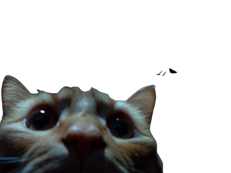 Curious Cat Mystery Vinyl Car Decal Sticker – Waterproof & UV-Resistant 8"