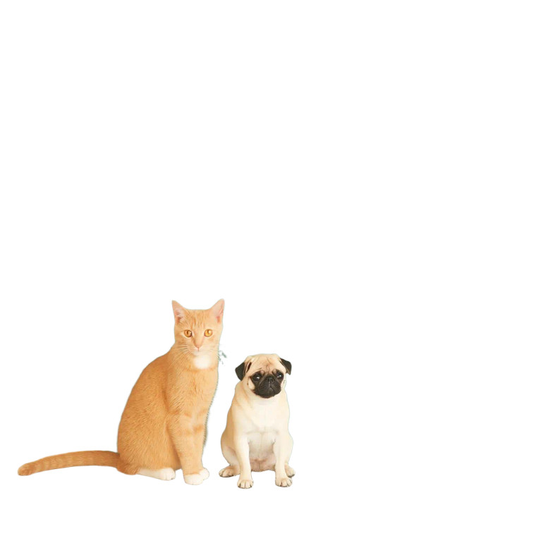 Ginger Cat And Baby Pug Vinyl Car Decal Sticker – Waterproof & UV-Resistant 8"