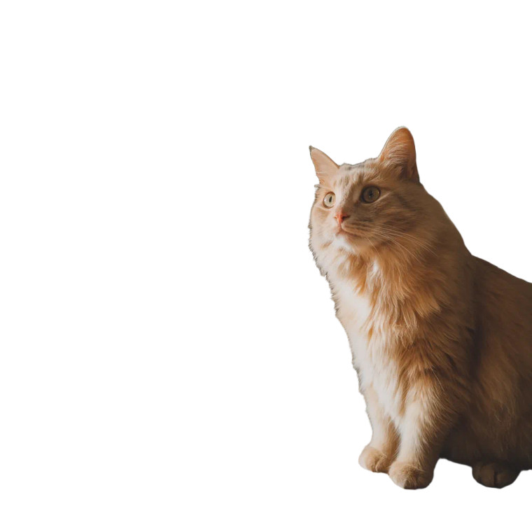 Adorable Orange Cat Vinyl Car Decal Sticker – Waterproof & UV-Resistant 8"