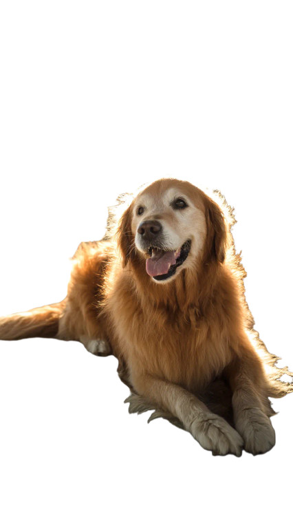 Golden Retriever Beach Vinyl Car Decal Sticker – Waterproof & UV-Resistant 8"