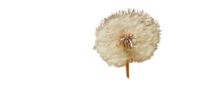 Tween With Dandelion Vinyl Car Decal Sticker – Waterproof & UV-Resistant 8"