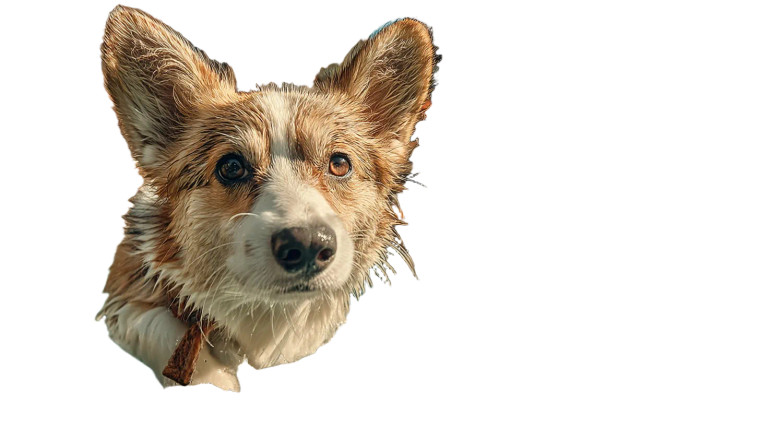 Joyful Running Corgi Vinyl Car Decal Sticker – Waterproof & UV-Resistant 8"