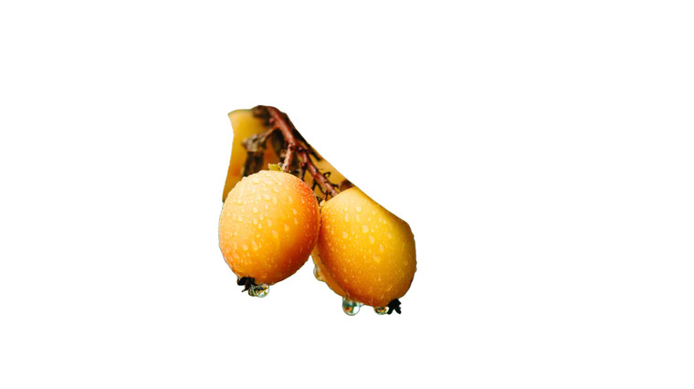 Ripe Loquats Close-Up Vinyl Car Decal Sticker – Waterproof & UV-Resistant 8"