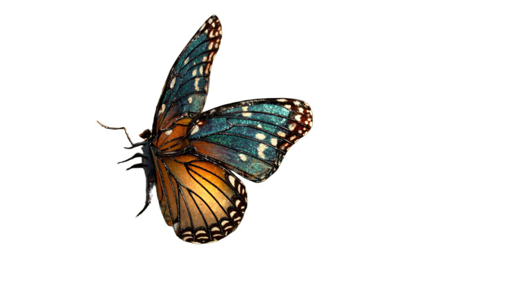 Beautiful Butterfly V3 Vinyl Car Decal Sticker – Waterproof & UV-Resistant 8"