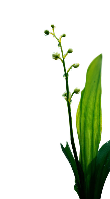 Dewdrops On Lily Vinyl Car Decal Sticker – Waterproof & UV-Resistant 8"