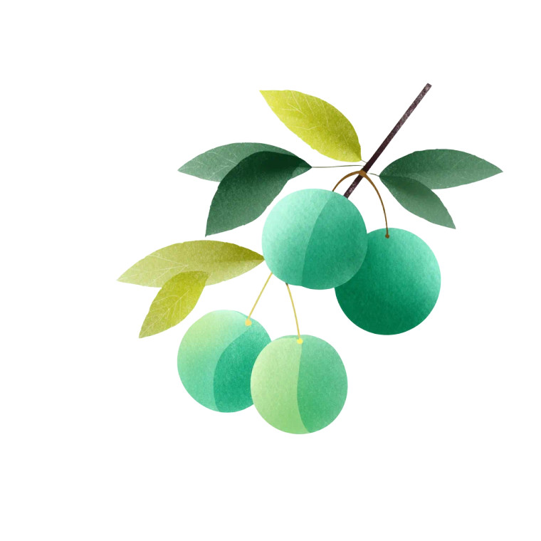 Green Plums Illustration Vinyl Car Decal Sticker – Waterproof & UV-Resistant 8"