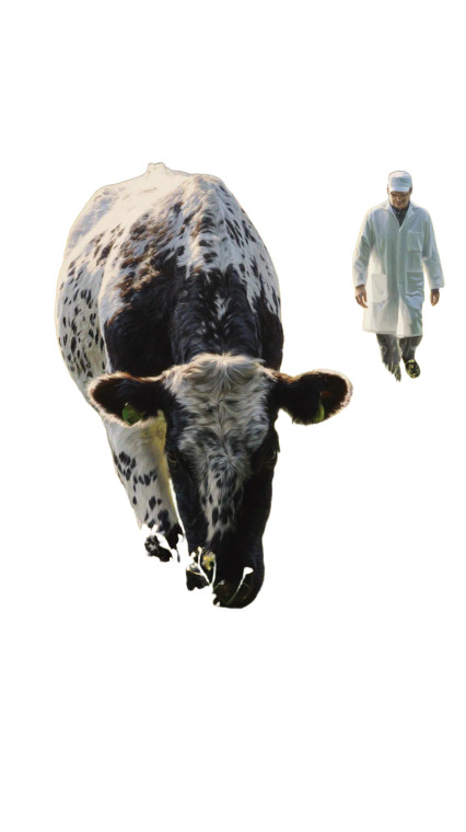 Speckled Cow Grazing Vinyl Car Decal Sticker – Waterproof & UV-Resistant 8"