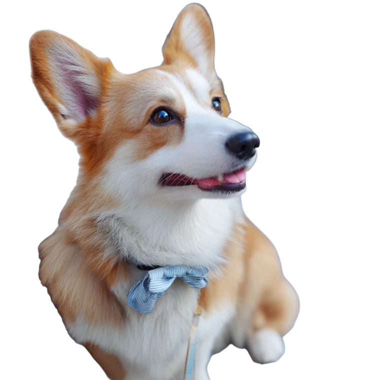 Corgi Dog Vinyl Car Decal Sticker – Waterproof & UV-Resistant 8"