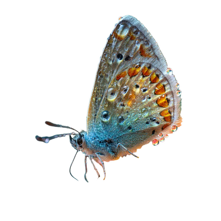 Delicate Butterfly Close-Up Vinyl Car Decal Sticker – Waterproof & UV-Resistant 8"